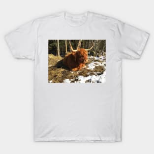 Scottish Highland Cattle Cow 2343 T-Shirt